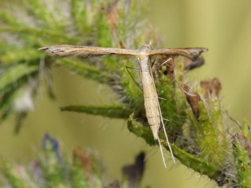 Stenoptilia grisescens