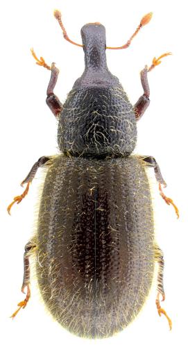 Réf. 110 872 : Pselactus caoduroi