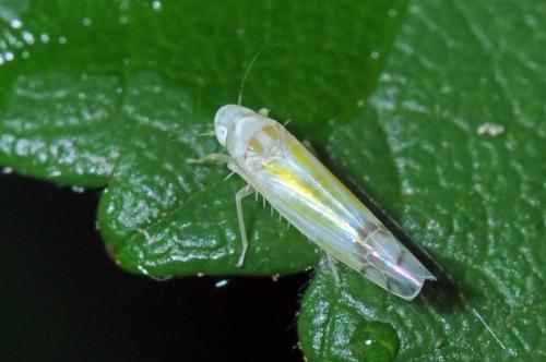Ribautiana tenerrima