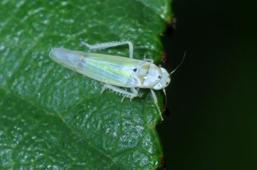 Ribautiana debilis