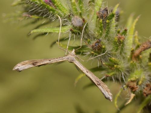 Stenoptilia grisescens