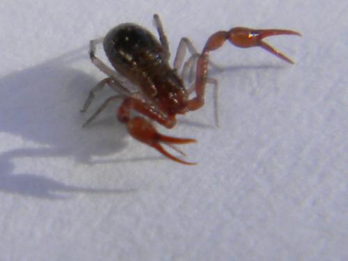 Réf. 110 733 : Chthonius sp.