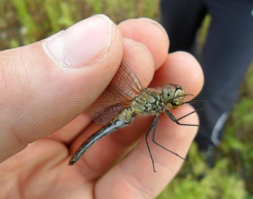 Sympetrum sanguineum