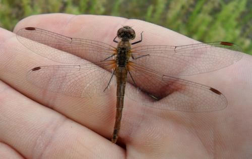 Réf. 110 120 : Sympetrum sanguineum