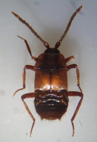 Réf. 110 039 : Lomechusa emarginata