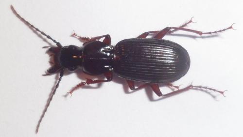 Pterostichus honnoratii