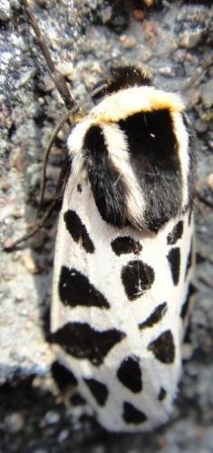 Cymbalophora pudica