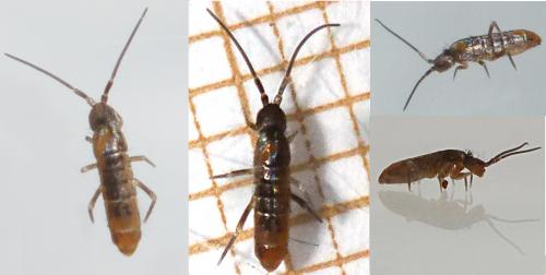 Tomocerus vulgaris