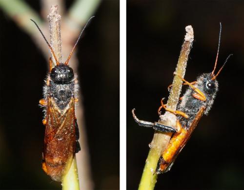 Réf. 110 979 : Sirex juvencus