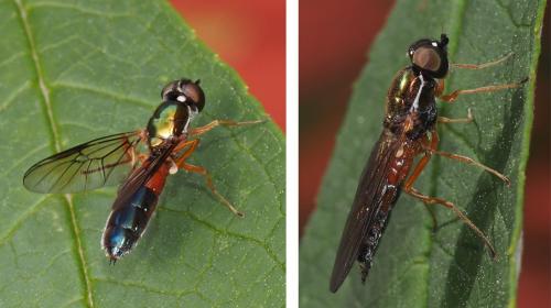 Réf. 110 730 : Sargus bipunctatus