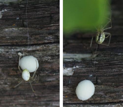 Enoplognatha sp.
