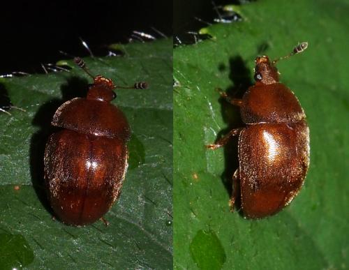 Cychramus luteus