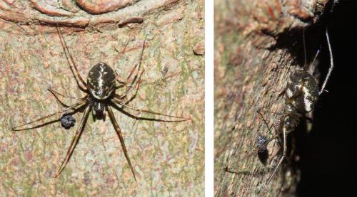 Drapetisca socialis