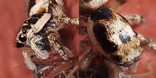 Salticus sp.
