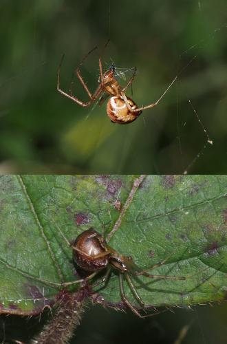 Réf. 110 406 : Linyphia triangularis