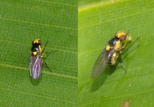 Liriomyza sp.