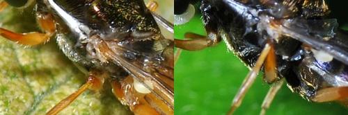 Sargus bipunctatus