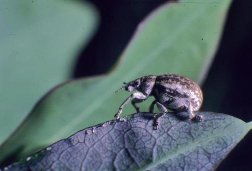 Réf. 110 467 : Philopedon plagiatum