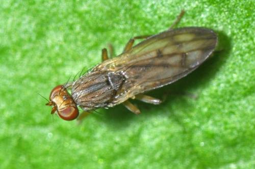 Opomyza germinationis