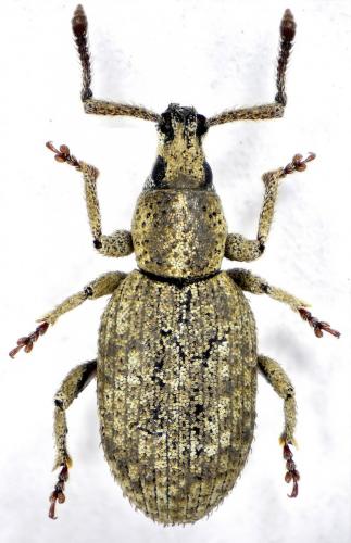 Simo hirticornis