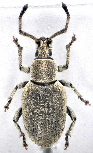 Réf. 110 769 : Pseudomeira sp.