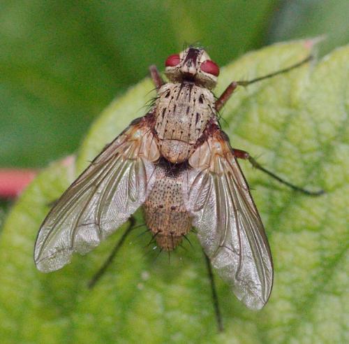Réf. 110 409 : Dexia rustica