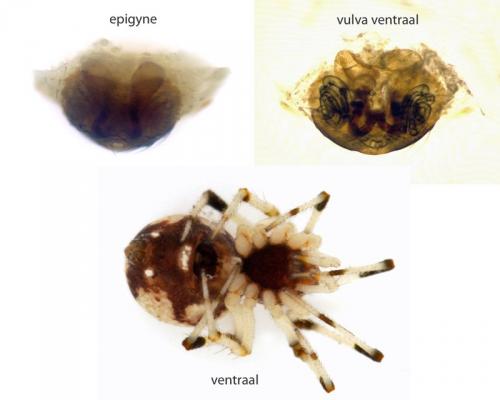 Neottiura curvimana