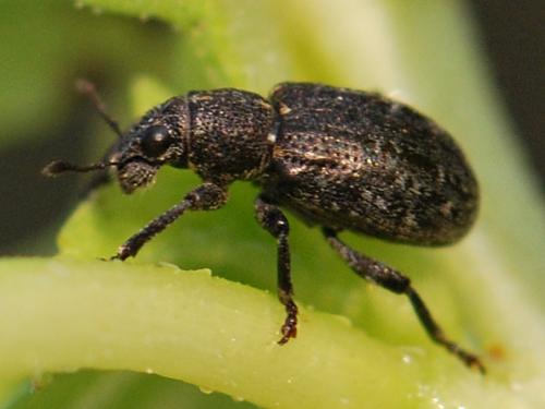 Réf. 110 859 : Sitona gemellatus