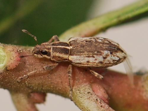 Sitona humeralis