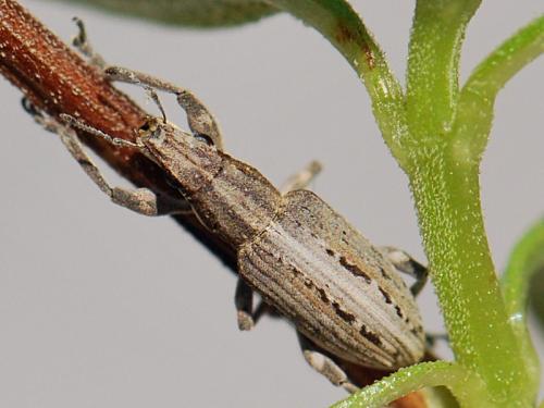 Réf. 110 422 : Charagmus intermedius