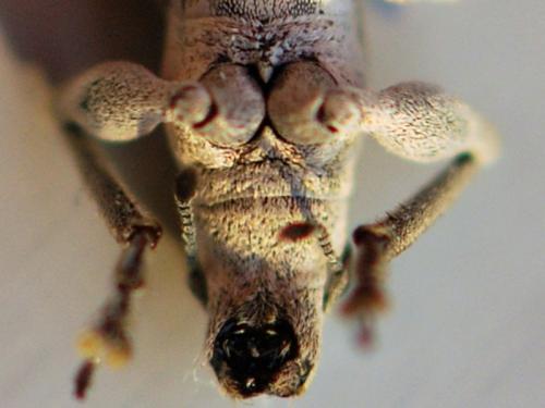 Réf. 110 496 : Charagmus intermedius