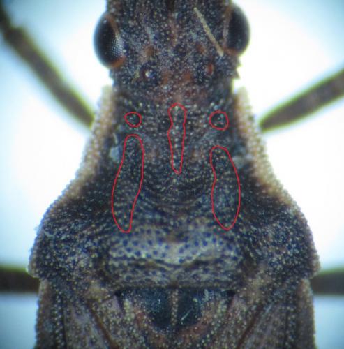 Spathocera dalmanii