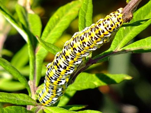 Cucullia tanaceti