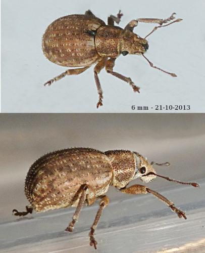 Réf. 110 930 : Strophosoma capitatum
