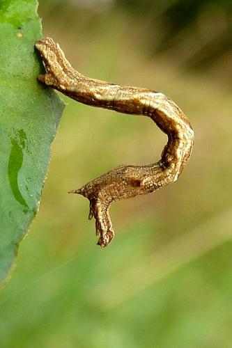 Réf. 110 648 : Timandra comae