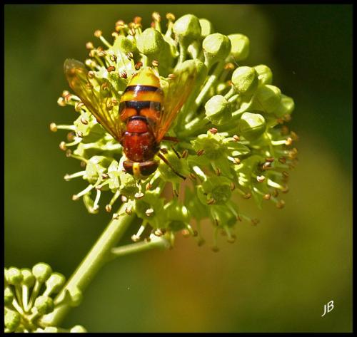 Volucella zonaria