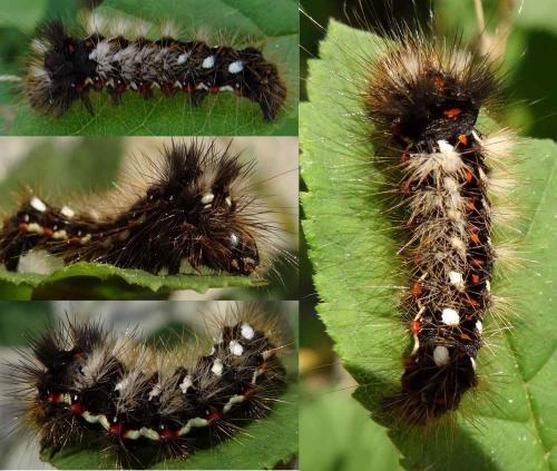 Acronicta rumicis
