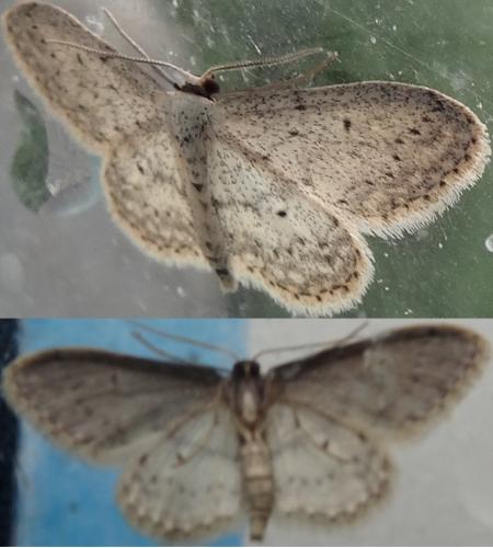 Idaea seriata