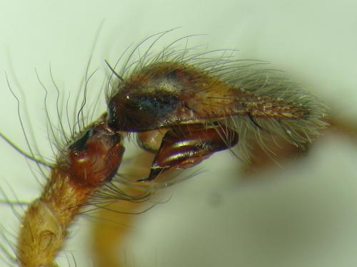 Eratigena saeva
