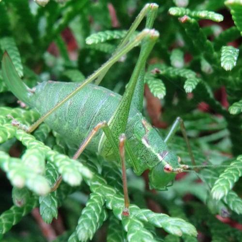 Réf. 110 712 : Leptophyes punctatissima