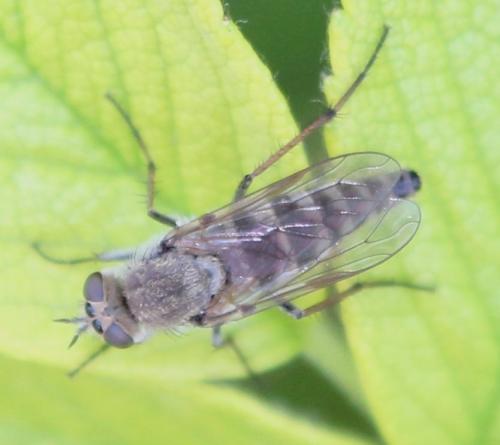 Thereva unica