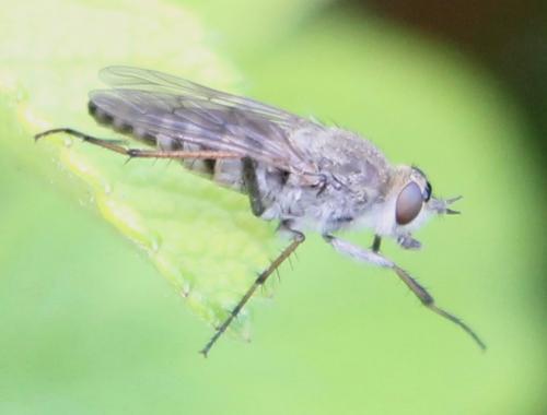 Thereva unica