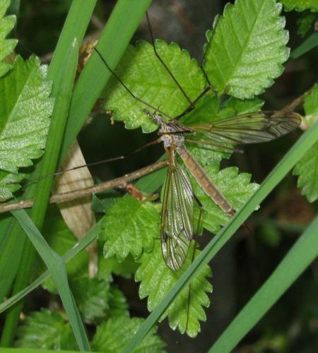 Réf. 110 097 : Tipula pseudovariipennis