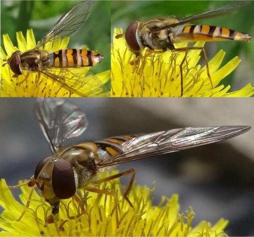 Episyrphus balteatus