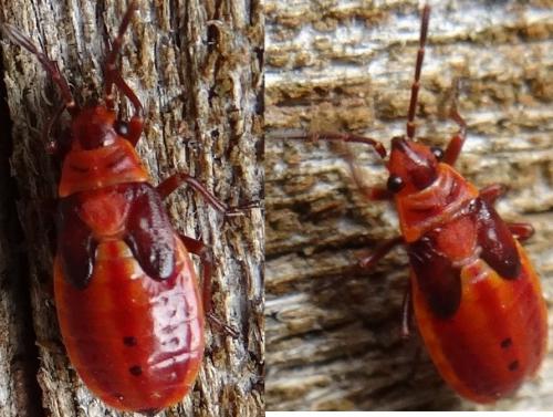 Melanocoryphus albomaculatus
