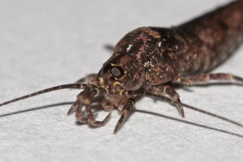 Réf. 110 743 : Trigoniophthalmus alternatus