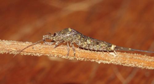 Réf. 110 744 : Trigoniophthalmus alternatus