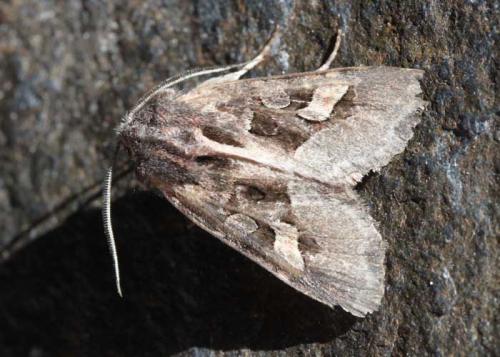 Trigonophora crassicornis
