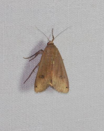 Noctua pronuba