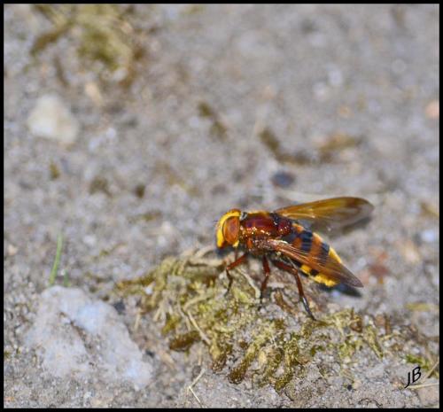 Volucella zonaria